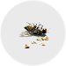 Insects