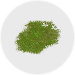 Algae